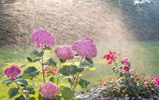 eau arrosage fleurs